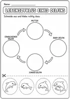 Vorschau - Mal- und Bastelvorlagen - Delfin Lebenszyklus - Interaktives Faltbuch & Steckbrief - Seite 3