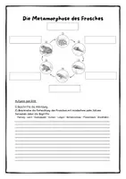 Vorschau - Stundenentwürfe - Die Metamorphose des Frosches - Fortpflanzung der Wirbeltiere - Seite 3
