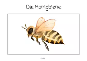 Vorschau - Stationenlernen - Materialpaket Honigbiene | Biene Arbeitsblätter Lernkarten Sachtexte Ausmalbild | Sachunterricht - Seite 1