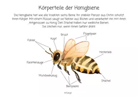 Vorschau - Stationenlernen - Materialpaket Honigbiene | Biene Arbeitsblätter Lernkarten Sachtexte Ausmalbild | Sachunterricht - Seite 2
