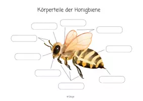 Vorschau - Stationenlernen - Materialpaket Honigbiene | Biene Arbeitsblätter Lernkarten Sachtexte Ausmalbild | Sachunterricht - Seite 3