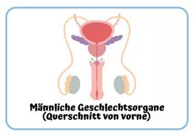 Vorschau - Arbeitsblätter - Materialpaket: Sexualkunde Begriffelernen männliche & weibliche Geschlechtsorgane - Seite 1