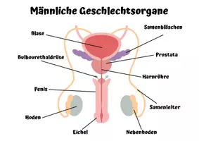 Vorschau - Arbeitsblätter - Materialpaket: Sexualkunde Begriffelernen männliche & weibliche Geschlechtsorgane - Seite 3