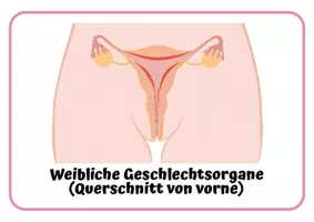 Vorschau - Arbeitsblätter - Weibliche Geschlechtsorgane: Arbeitsblatt Begriffelernen - Seite 1