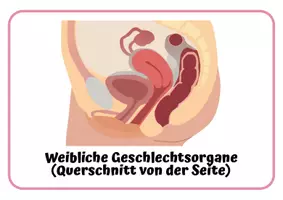 Vorschau - Arbeitsblätter - Weibliche Geschlechtsorgane: Arbeitsblatt Begriffelernen - Seite 2