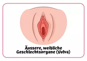 Vorschau - Arbeitsblätter - Weibliche Geschlechtsorgane: Arbeitsblatt Begriffelernen - Seite 3