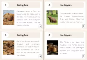 Vorschau - Aufgabenkarten - Materialpaket Lesekärtchen - Tiere - Seite 2