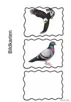Vorschau - Bildkarten - Tiere in der Luft Bildkarten - Seite 3