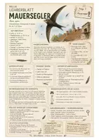 Vorschau - Arbeitsblätter - Mauersegler – kostenloses Materialpaket für Sachunterricht & Naturbildung Bella Wildherz - Seite 2