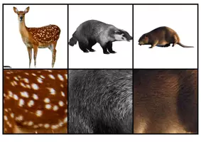 Aperçu - Apprentissages en autonomie - Le jeu du zoom des animaux de la foret - Page 3