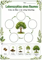 Vorschau - Arbeitsblätter - Der Baum im Sachunterricht, inkl. Lebenszyklus , Baumteile - Seite 1