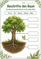 Vorschau - Arbeitsblätter - Der Baum im Sachunterricht, inkl. Lebenszyklus , Baumteile - Seite 2