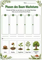 Vorschau - Arbeitsblätter - Der Baum im Sachunterricht, inkl. Lebenszyklus , Baumteile - Seite 3