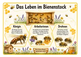 Vorschau - Poster - Reihentransparenz der Honigbiene - Seite 2