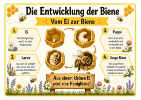 Vorschau - Poster - Reihentransparenz der Honigbiene - Seite 3