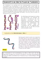 Vorschau - Arbeitsblätter - Die Transkription: Proteinbiosynthese - Seite 1
