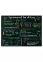 Vorschau - Arbeitsblätter - Wanyvo´s Lernspuren Einstieg - Hormone und ihre Wirkung - Seite 1
