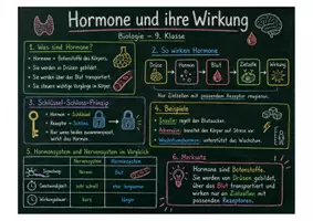 Vorschau - Arbeitsblätter - Wanyvo´s Lernspuren Hormone und ihre Wirkung Allgemein - Seite 1