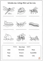 Vorschau - Arbeitsblätter - Wiese Arbeitsblätter – Tiere & Pflanzen - 1. & 2. Klasse - Seite 3