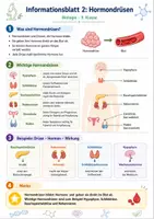Vorschau - Arbeitsblätter - Wanyvo´s Lernspuren Info Hormone und ihre Wirkung - Seite 3
