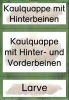 Vorschau - Poster - Tafelmaterial (Bild- und Wortkarten) zum Frosch - Seite 2
