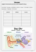 Vorschau - Arbeitsblätter - Ohr und Gehör Aufbau, Funktion, Lärm und Schutzmaßnahmen Prüfungsvorbereitung mit Lösungen Klasse 3 & Klasse 4 - Seite 3
