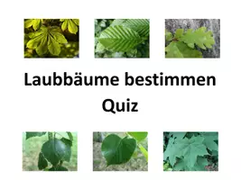 Vorschau - Arbeitsblätter - XXL Paket Bäume bestimmen: AB, Faltbuch, Powerpoint-Quiz, große Bildkarten und interaktives PDF Bestimmungsspiel - Seite 1