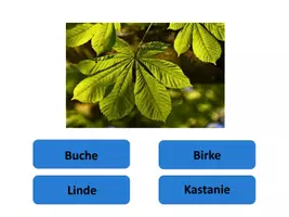 Vorschau - Arbeitsblätter - XXL Paket Bäume bestimmen: AB, Faltbuch, Powerpoint-Quiz, große Bildkarten und interaktives PDF Bestimmungsspiel - Seite 3