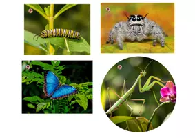 Vista previa - Juegos / Gamificación - PUZLES DE INSECTOS – MATERIAL MANIPULATIVO Y DIVERTIDO - página 1