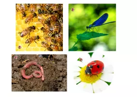 Vista previa - Juegos / Gamificación - PUZLES DE INSECTOS – MATERIAL MANIPULATIVO Y DIVERTIDO - página 2