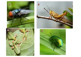 Vista previa - Juegos / Gamificación - PUZLES DE INSECTOS – MATERIAL MANIPULATIVO Y DIVERTIDO - página 3