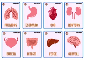 Vista previa - Juegos / Gamificación - Els òrgans del cos humà: joc de memòria - Portada