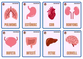 Vista previa - Juegos / Gamificación - Els òrgans del cos humà: joc de memòria - página 1