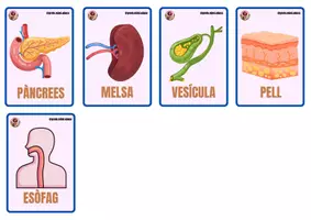 Vista previa - Juegos / Gamificación - Els òrgans del cos humà: joc de memòria - página 2