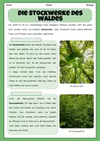Vorschau - Stundenentwürfe - Die Stockwerke des Waldes | Unterrichtsreihe "Ökosystem Wald", Biologie 7.-8. Klasse - Seite 2