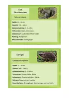 Vorschau - Stationenlernen - Eichhörnchen, Igel, Marder & co. - Infokarten - Seite 2