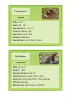 Vorschau - Stationenlernen - Eichhörnchen, Igel, Marder & co. - Infokarten - Seite 3
