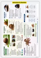 Vorschau - Arbeitsblätter - Weichtiere kennenlernen Schnecken, Muscheln und Tintenfische Übungen mit Lösungen Klasse 3 & Klasse 4 - Seite 1