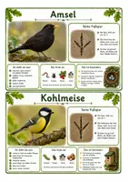 Vorschau - Arbeitsblätter - Vögel- Wissenskartei, Steckbrief - Seite 3