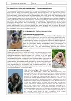 Vorschau - Arbeitsblätter - Evolution des Menschen – Der Mensch im Tierreich - Seite 3