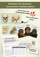 Vorschau - Unterrichtsreihen - Vollständige Unterrichtsreihe: Evolution des Menschen - Seite 3