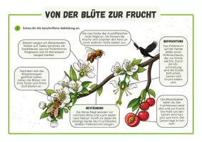 Vorschau - Arbeitsblätter - Bestäubung und Befruchtung: Abbildung und Arbeitsblatt - Seite 1