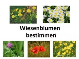 Vorschau - Spiele - Interaktives Power-Point-Quiz: Wiesenblumen bestimmen (5) - Seite 1