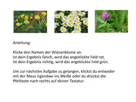 Vorschau - Spiele - Interaktives Power-Point-Quiz: Wiesenblumen bestimmen (5) - Seite 2