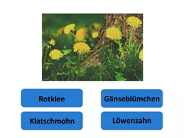 Vorschau - Spiele - Interaktives Power-Point-Quiz: Wiesenblumen bestimmen (5) - Seite 3