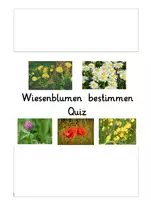 Vorschau - Spiele - Interaktives Power-Point-Quiz: Wiesenblumen bestimmen (10) - Deckblatt