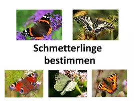 Vorschau - Spiele - Interaktives Power-Point-Quiz: Schmetterlinge bestimmen - Seite 1