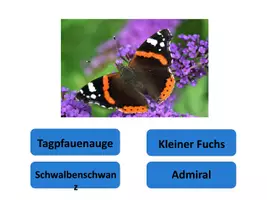 Vorschau - Spiele - Interaktives Power-Point-Quiz: Schmetterlinge bestimmen - Seite 3