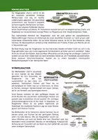 Vorschau - Unterrichtsreihen - Die Schlangen Österreichs - Seite 3