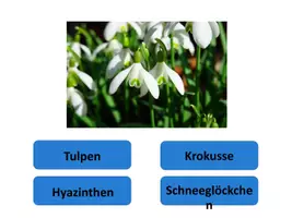 Vorschau - Spiele - Interaktives Power-Point-Quiz: Frühblüher bestimmen - Seite 2